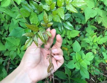 Chè dây là gì? Hình ảnh - Tác dụng - Cách dùng - Địa chỉ mua