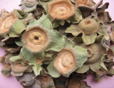 Dược liệu thị đế: Công dụng, liều dùng và các bài thuốc trị bệnh