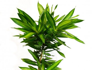 Bách hợp và tác dụng chữa bệnh, bài thuốc từ bách hợp