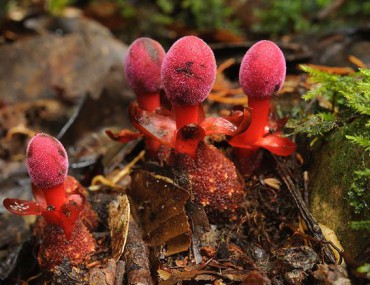 Tỏa dương là gì? Tỏa dương có tác dụng gì?