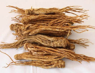 Dược liệu đương quy bổ huyết, công dụng, cách trồng cơ bản