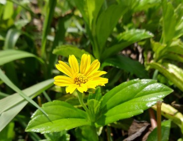 Cây sài đất: Đặc điểm, phân loại, tác dụng, cách dùng