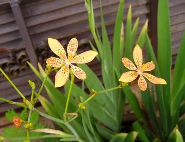 Vị thuốc xạ can - Cây thuốc chữa ho