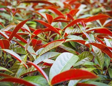 Cây đơn đỏ: Công dụng, liều dùng và một số bài thuốc chữa bệnh