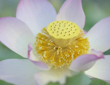 Cây sen - Liên tu: Đặc điểm, tác dụng, cách dùng nhị sen