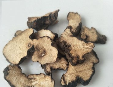 Dược liệu trư linh - Công dụng, cách dùng, kiêng kỵ