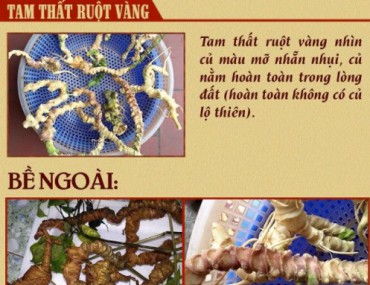 Phân biệt sâm Ngọc Linh giả chuẩn nhất