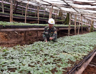Cách trồng sâm ngọc linh theo kĩ thuật cho củ to, chất lượng