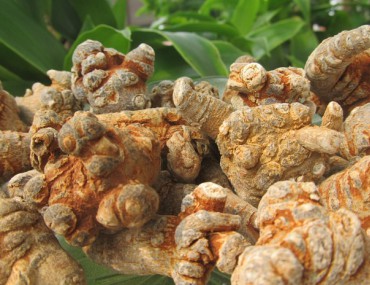 Củ tam thất có tác dụng gì?