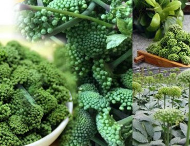 Hoa tam thất và công dụng của hoa tam thất
