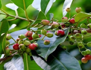 Lá vối - Công dụng và cách dùng trong điều trị bệnh