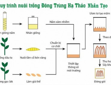 Phương pháp nuôi cấy đông trùng hạ thảo