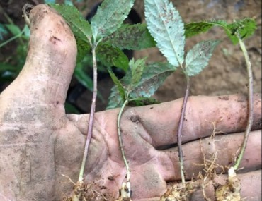 Giống cây sâm ngọc linh - Kĩ thuật ươm trồng, địa chỉ bán