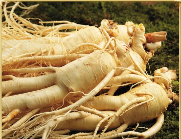 Các cách bảo quản nhân sâm tươi đúng cách để được lâu