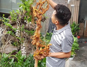 Mục sở thị củ sâm đắt nhất Việt Nam của doanh nhân Hà Nội