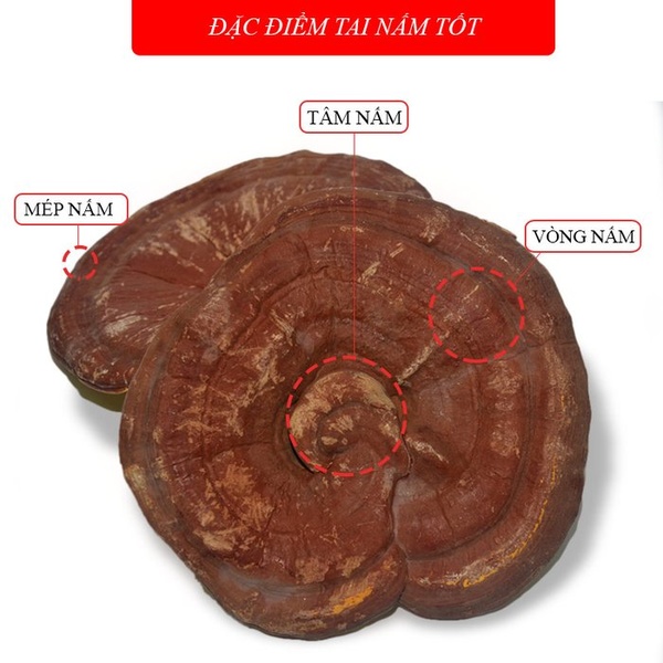 Nấm linh chi đỏ dạng khay Hàn Quốc L003 A4