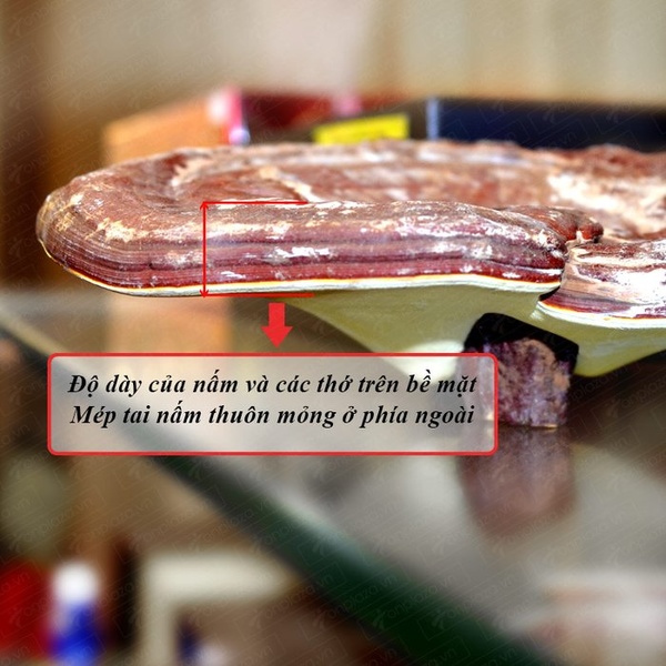 Nấm linh chi đỏ dạng khay Hàn Quốc L003 A5