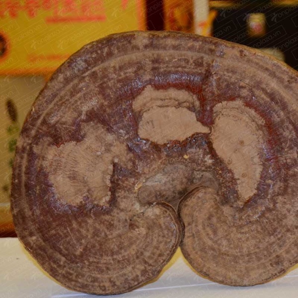 Nấm linh chi vàng Hàn Quốc L005 A6