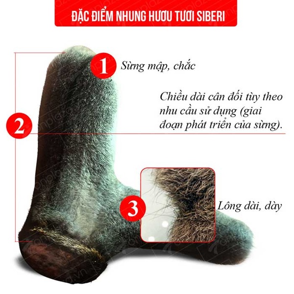 Nhung Hươu Tươi Hoang Dã Săn Bắn-NH009 A1