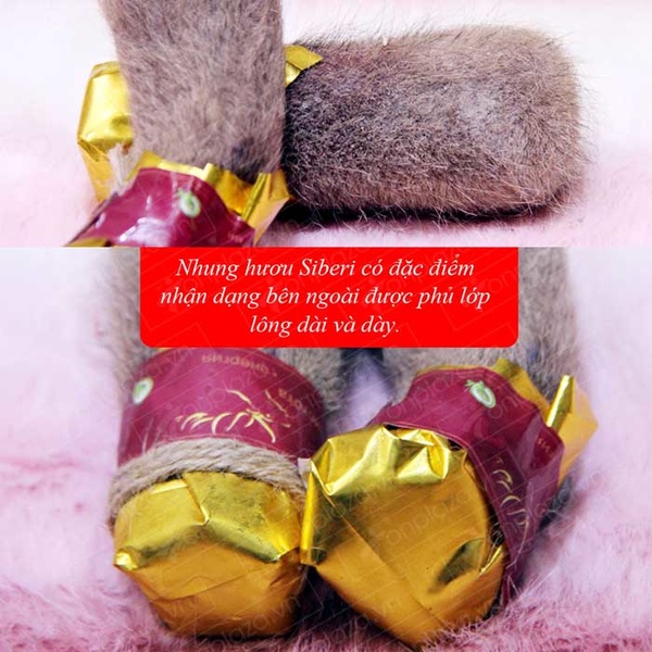 Nhung Hươu Tươi Hoang Dã Săn Bắn-NH009 A2