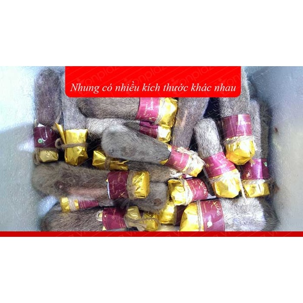 Nhung Hươu Tươi Hoang Dã Săn Bắn-NH009 A3