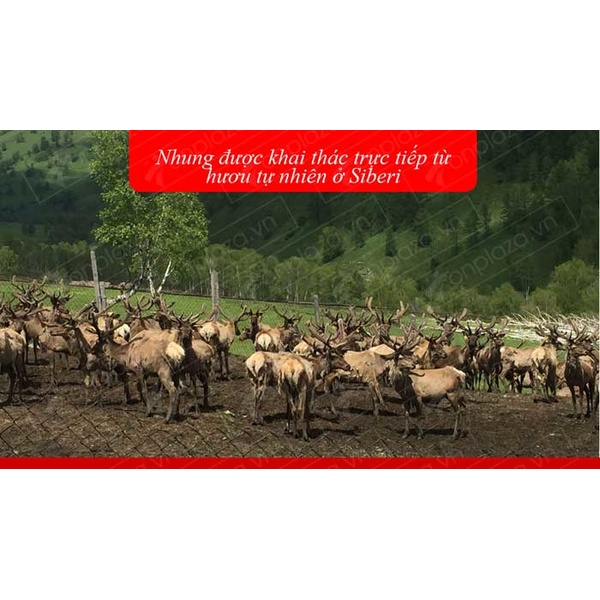 Nhung Hươu Tươi Hoang Dã Săn Bắn-NH009 A4