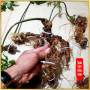 Sâm Ngọc Linh trồng loại 8 củ 1 kg từ vườn sâm ở Nam Trà My