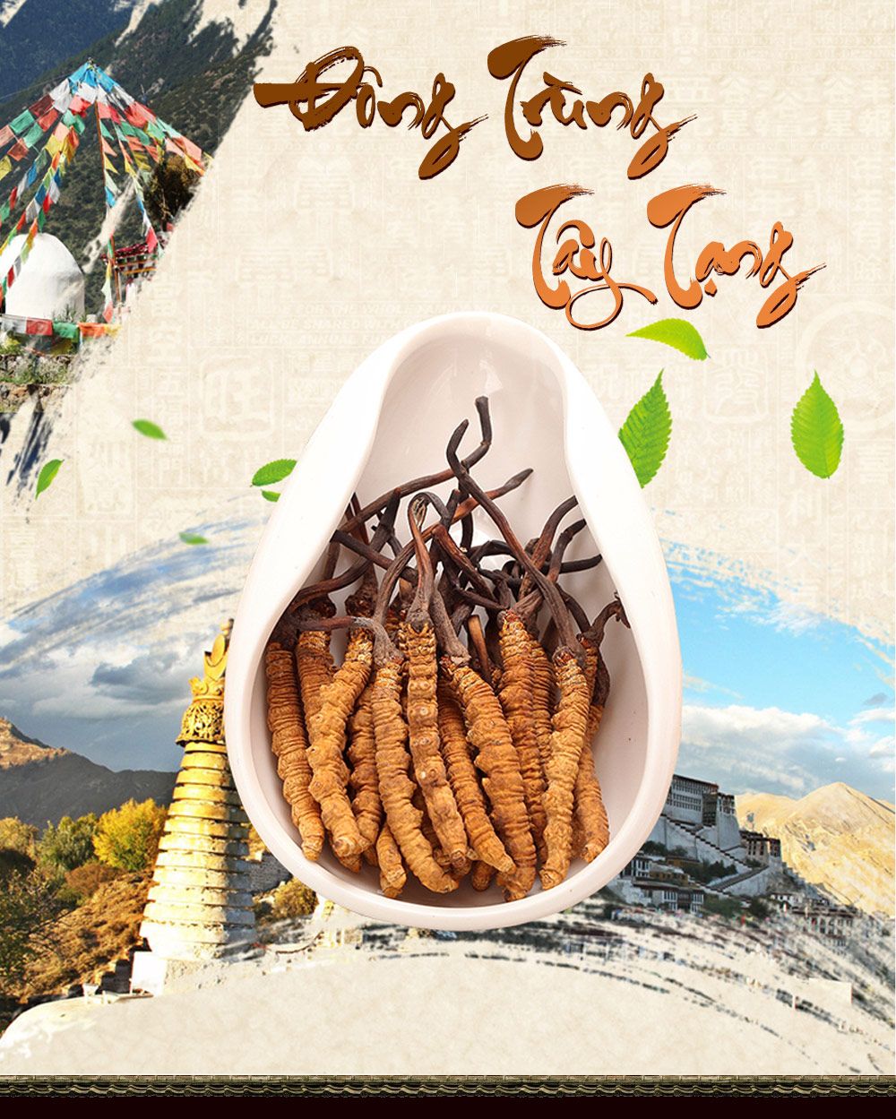 Viên nang đông trùng hạ thảo
