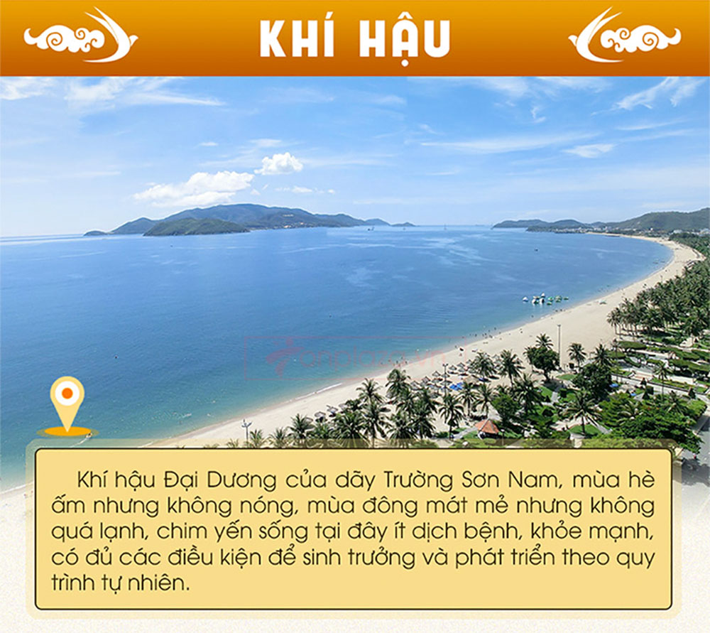 Yến hồng nguyên chiếc Khánh Hòa