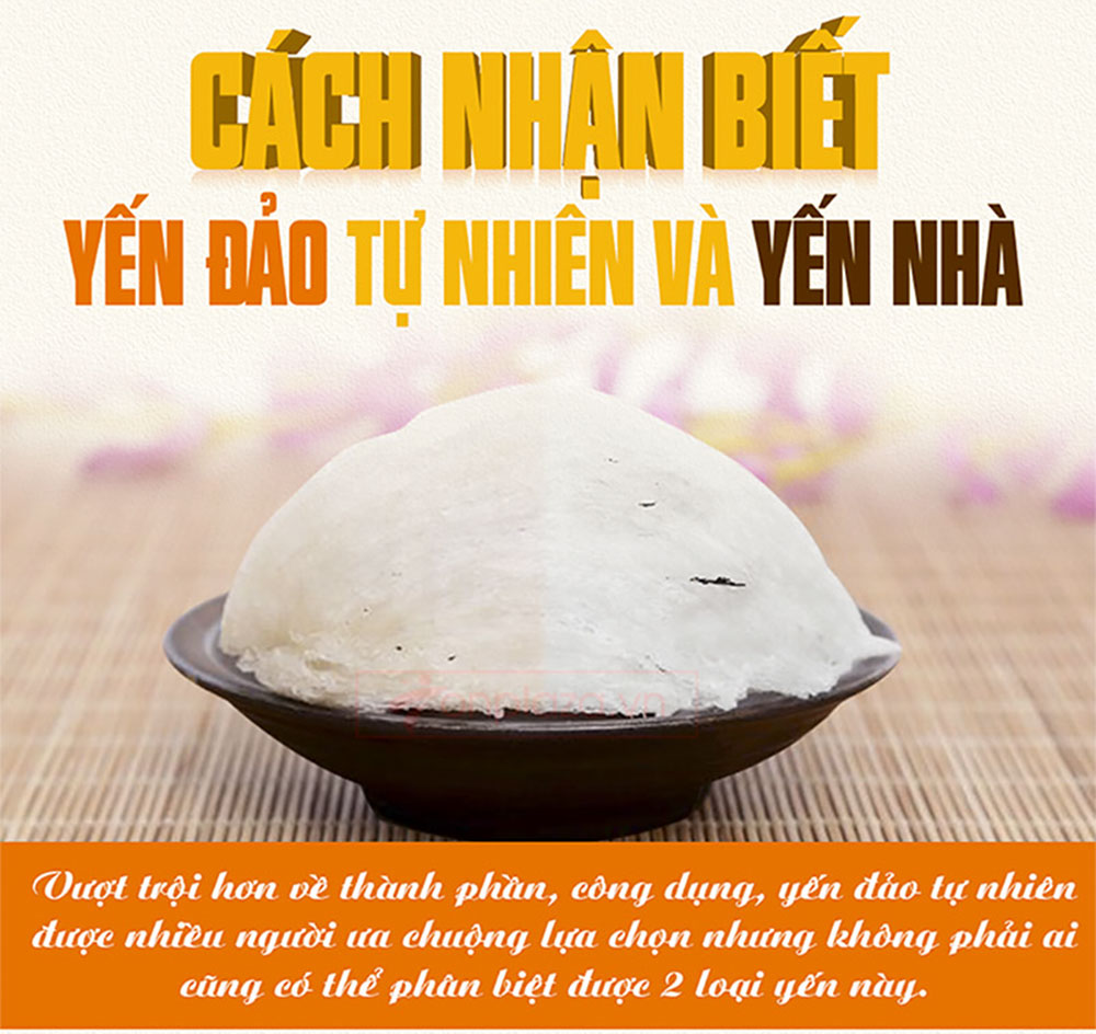 Yến hồng nguyên chiếc Khánh Hòa