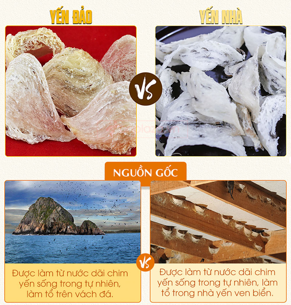 Yến hồng nguyên chiếc Khánh Hòa