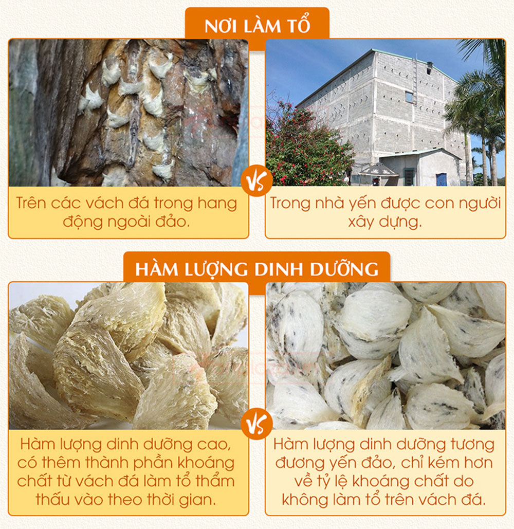 Yến hồng nguyên chiếc Khánh Hòa