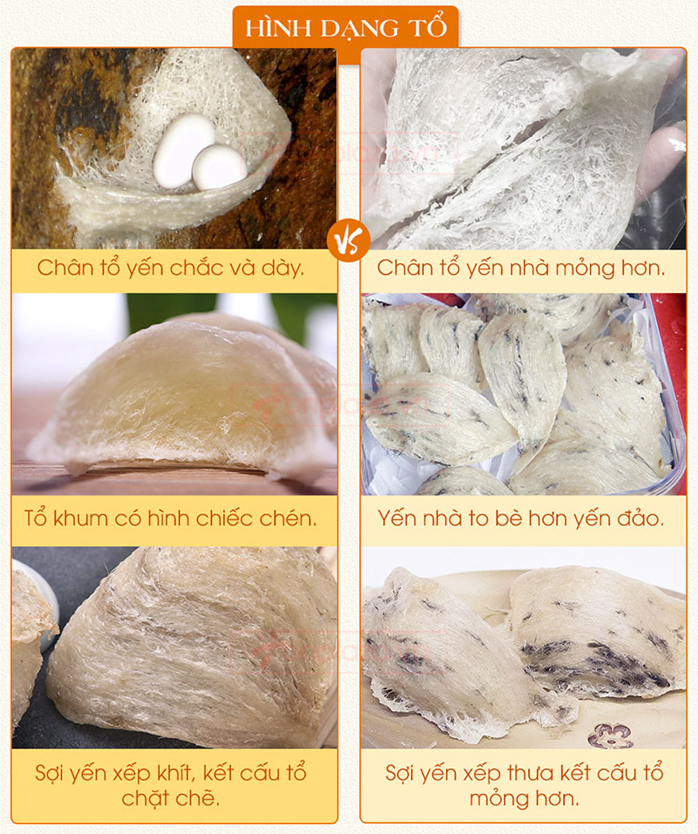 Yến hồng nguyên chiếc Khánh Hòa
