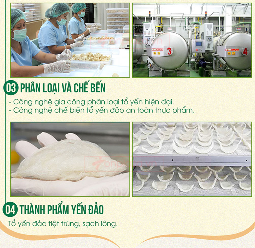 Yến hồng nguyên chiếc Khánh Hòa
