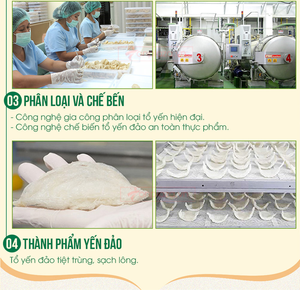 Tổ yến hồng sơ chế thượng hạng