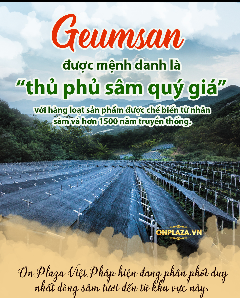 Nhân sâm đá Triều Tiên hoang dã 1000 năm tuổi (hàng độc quyền) NS214-3