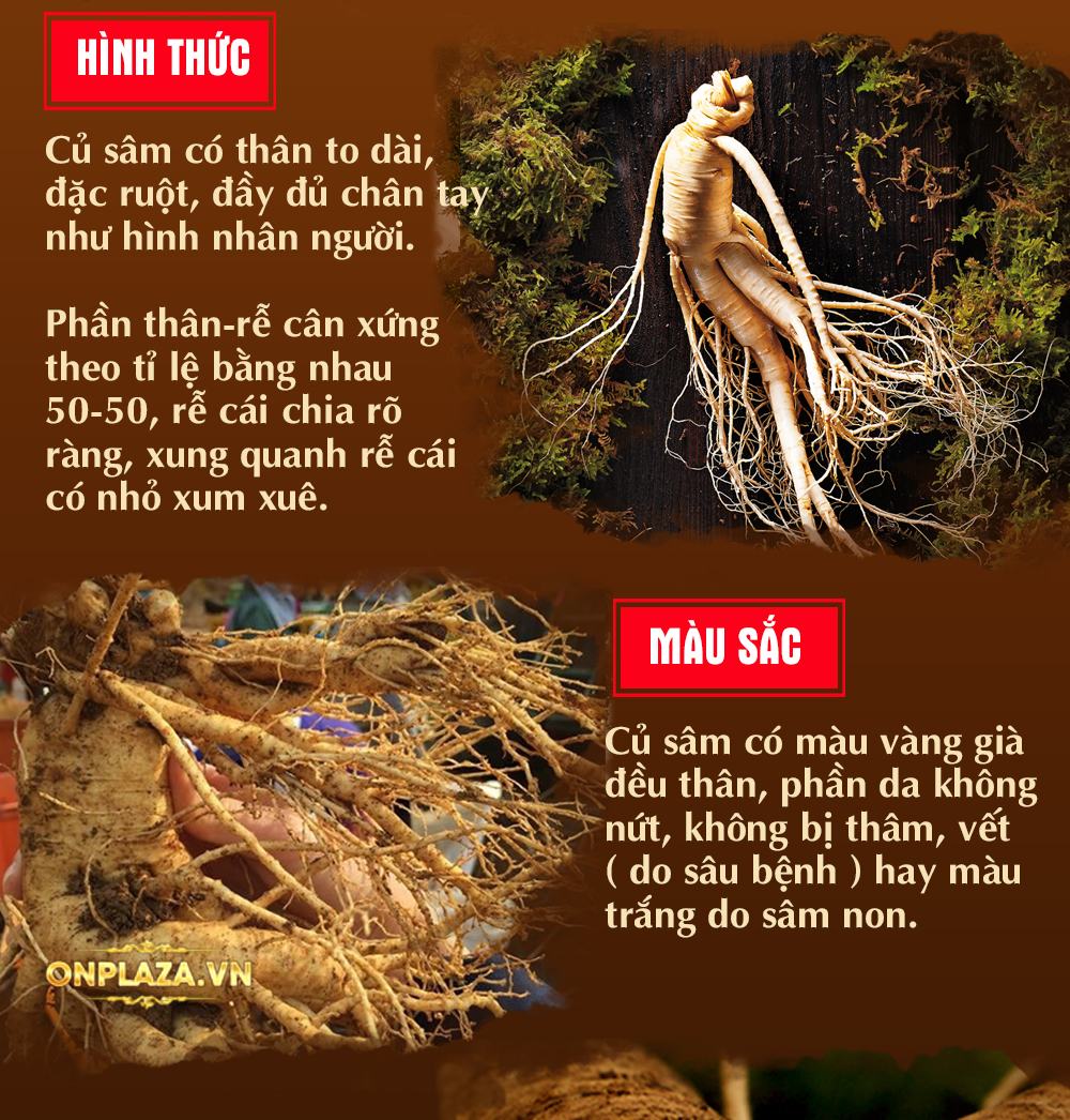 Sâm tươi núi đá Triều Tiên 1000 năm tuổi thượng hạng NS217-22