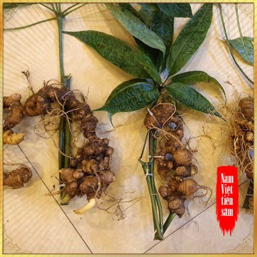 Sâm Ngọc Linh trồng 15 - 20 năm tuổi loại 5 củ 1kg
