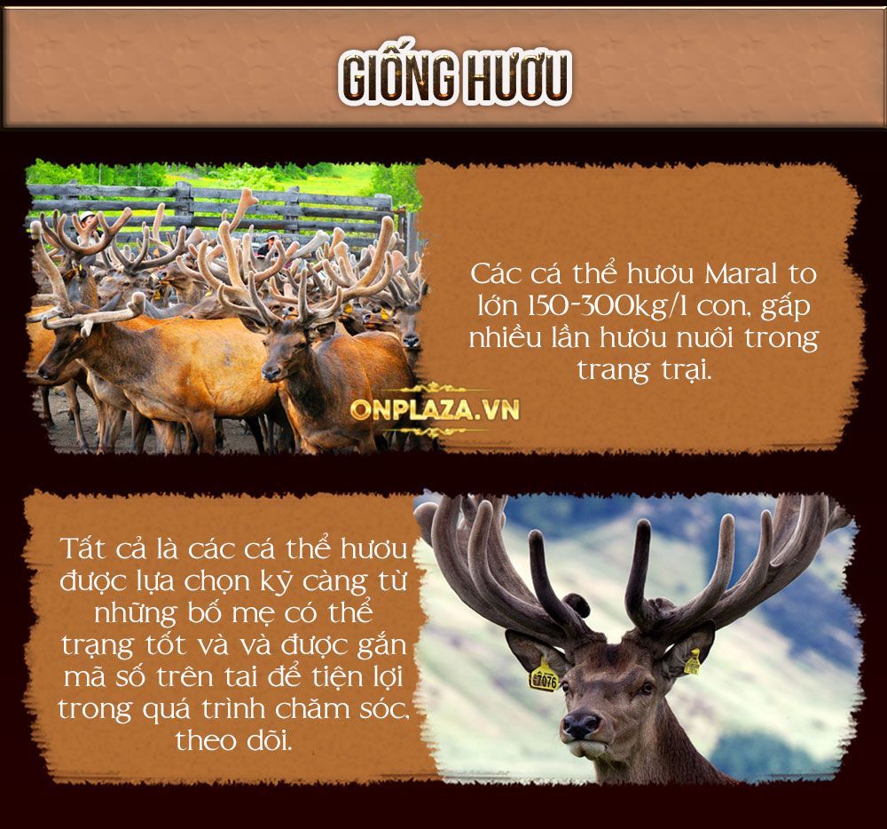 Cao Ban Long Siberia cao cấp (gói 100g)-NH001 8