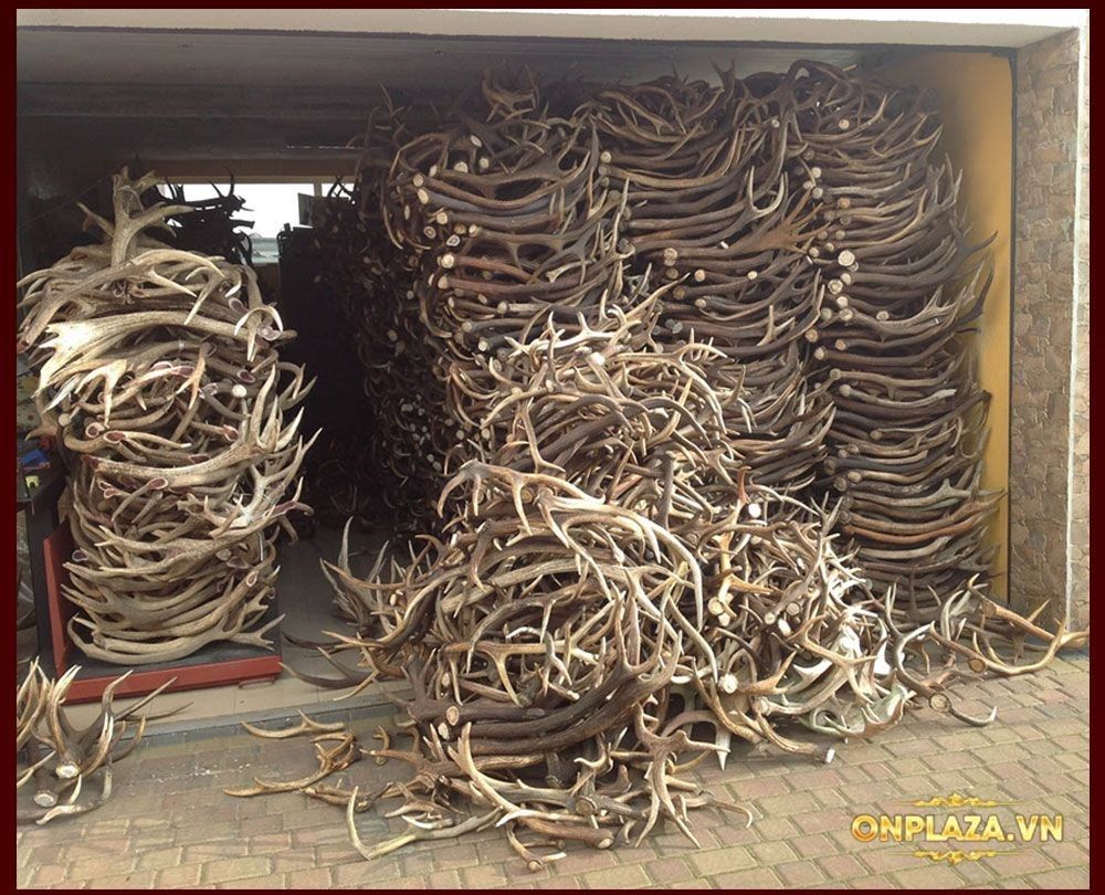 Cao Ban Long Siberia cao cấp (gói 100g)-NH001 12
