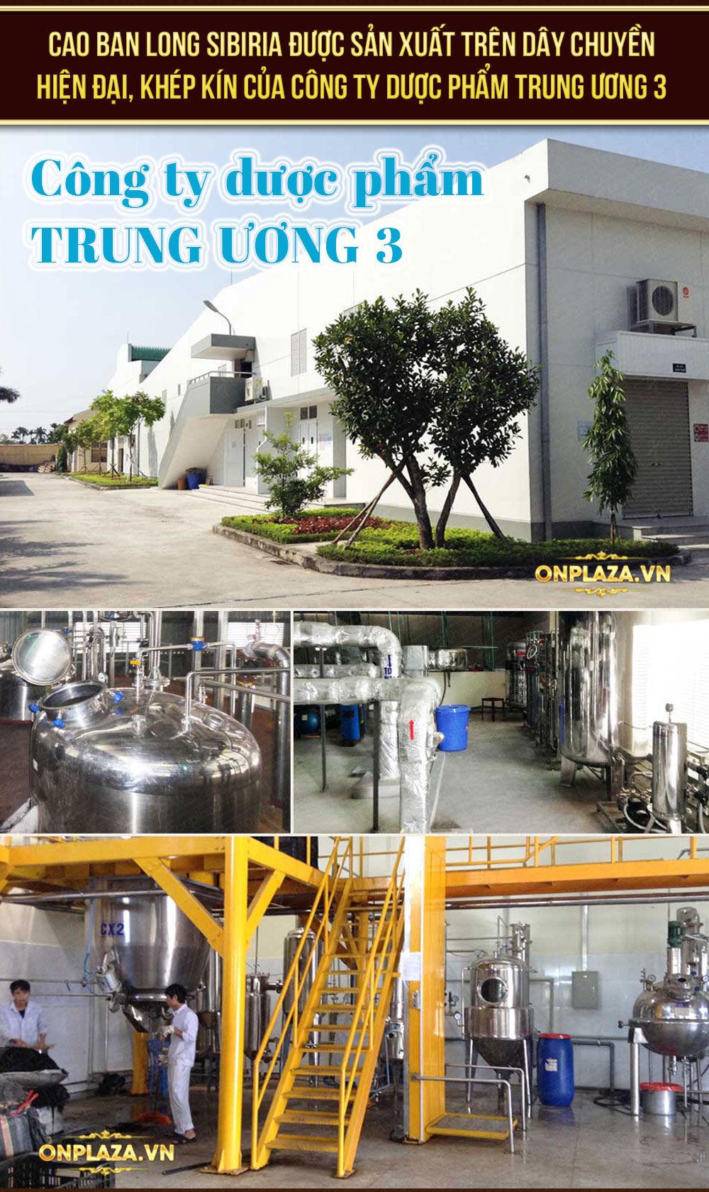 Cao Ban Long Siberia cao cấp (gói 100g)-NH001 16