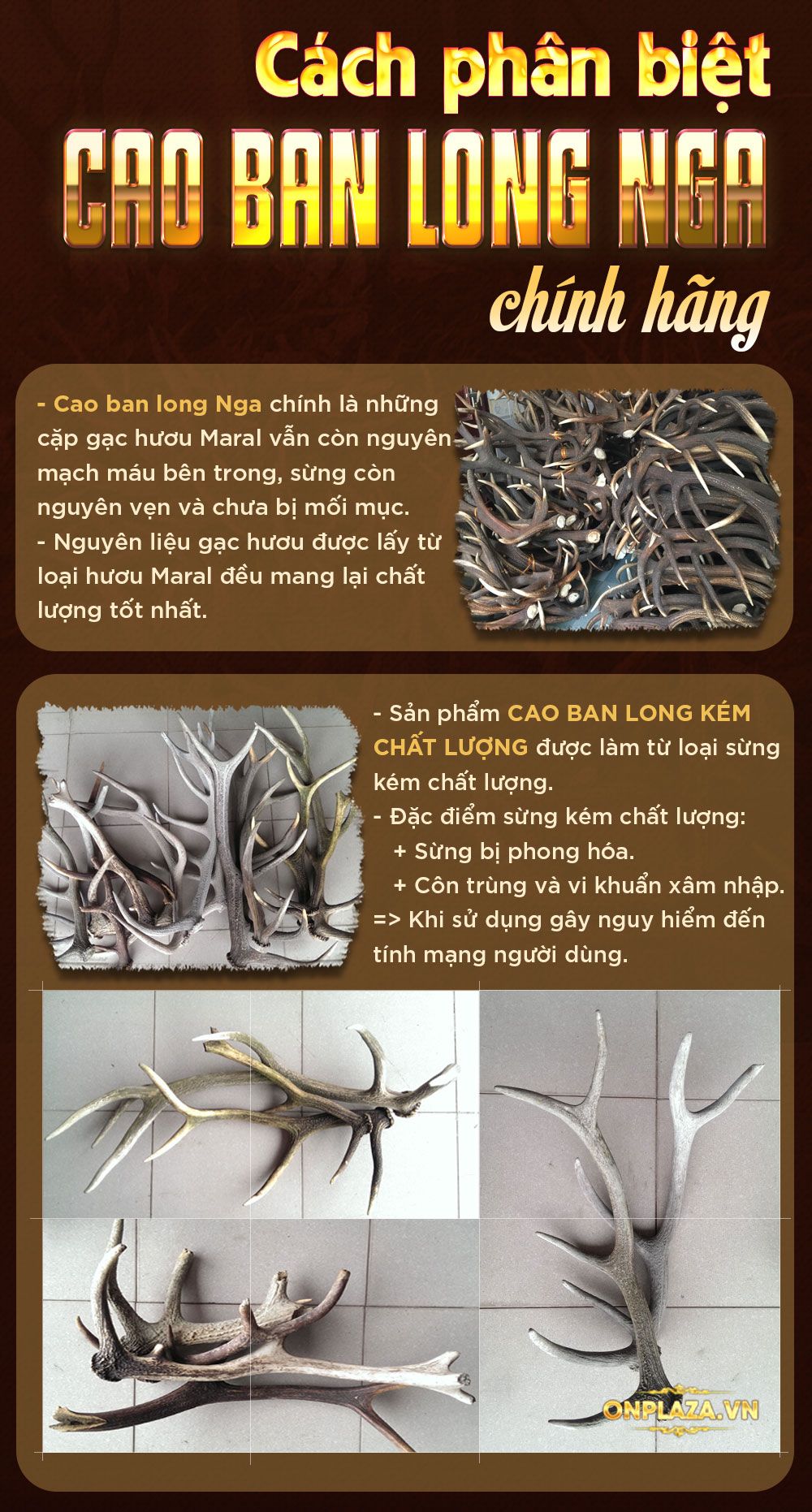 Cao Ban Long Siberia cao cấp (gói 100g)-NH001 18