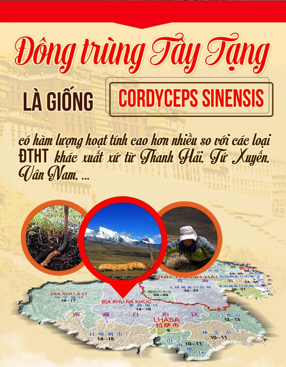 Hộp quà biếu đông trùng hạ thảo nguyên con cao cấp 100gr D012 3