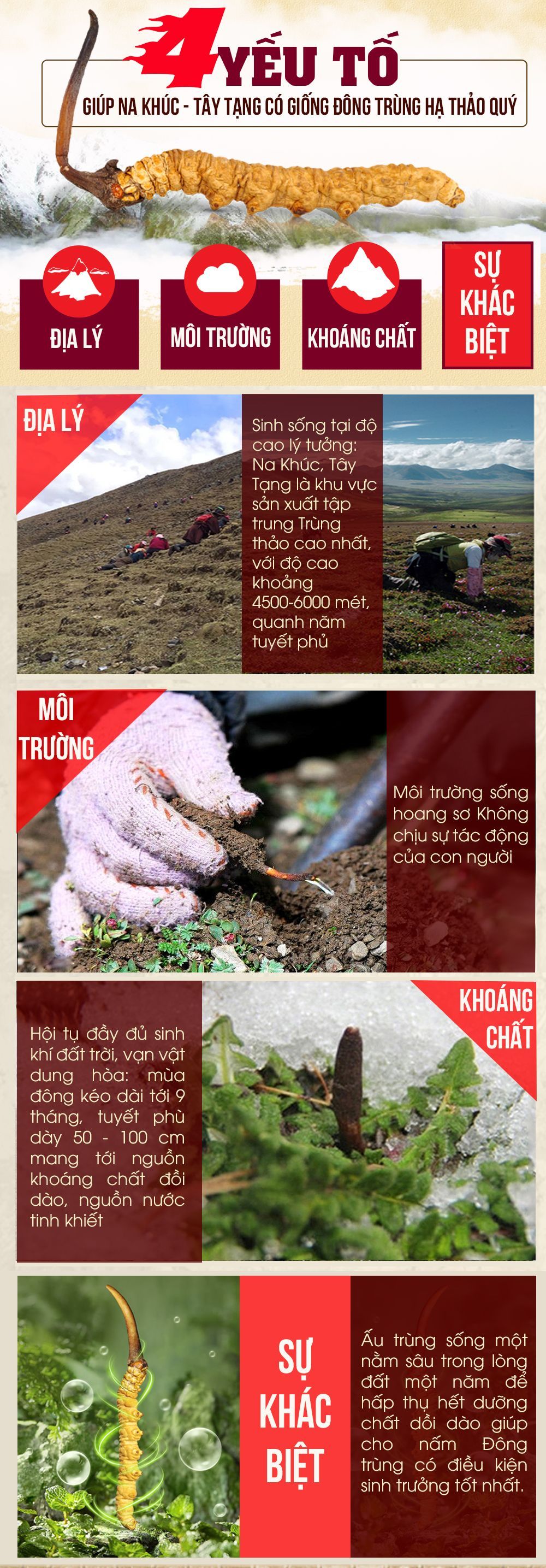 Đông trùng hạ thảo Tây Tạng nguyên con cao cấp hộp 1gr 4