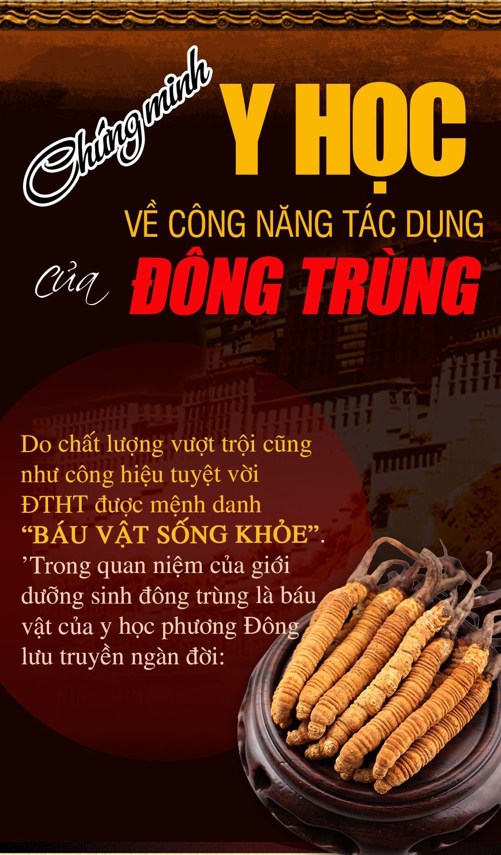 Đông trùng hạ thảo Tây Tạng nguyên con cao cấp hộp 1gr 5