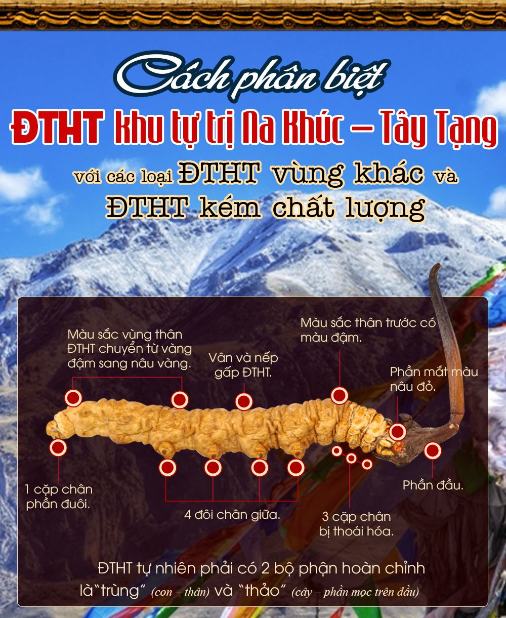 Hộp quà biếu đông trùng hạ thảo nguyên con cao cấp 100gr D012 10