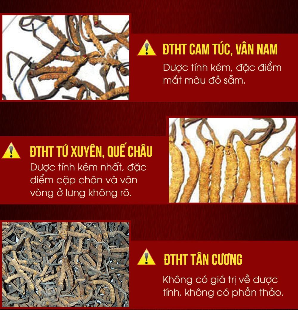 Hộp quà biếu đông trùng hạ thảo nguyên con cao cấp 100gr D012 22