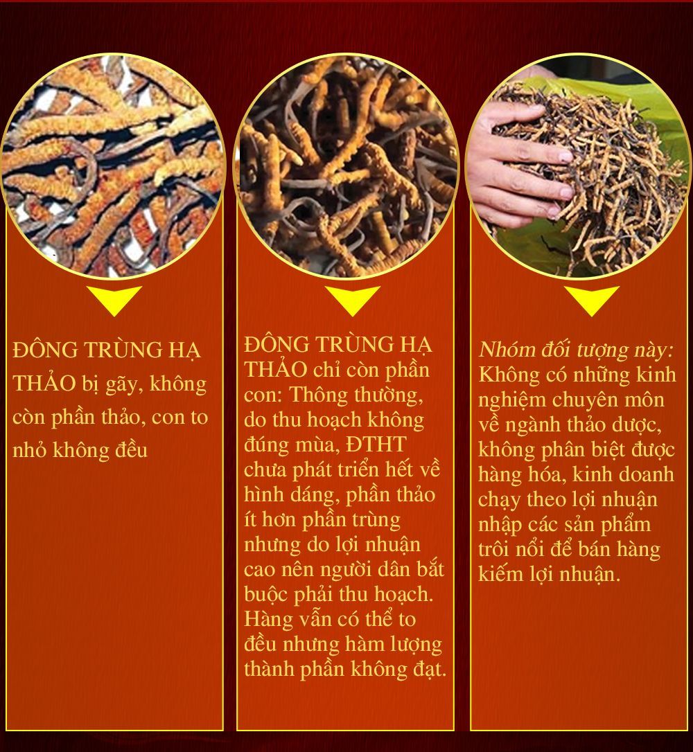 Đông trùng hạ thảo Tây Tạng cao cấp hộp 100gr loại 500 – 600 con 23