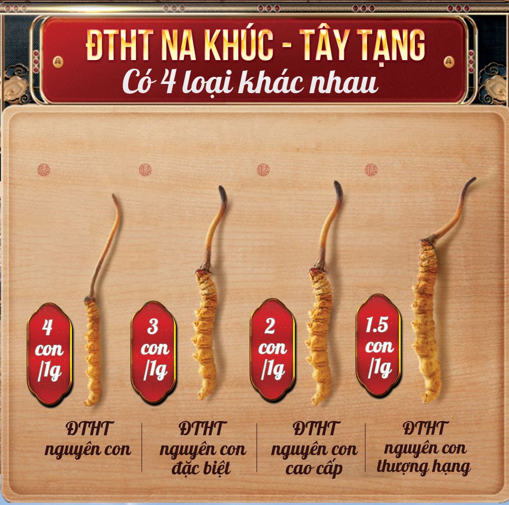 Đông trùng hạ thảo Tây Tạng nguyên con hộp 50gr D011 2