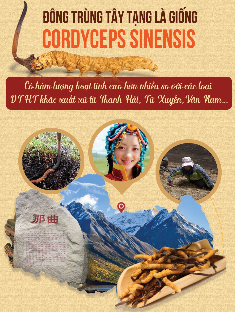 Đông trùng hạ thảo Tây Tạng nguyên con hộp 50gr D011 5